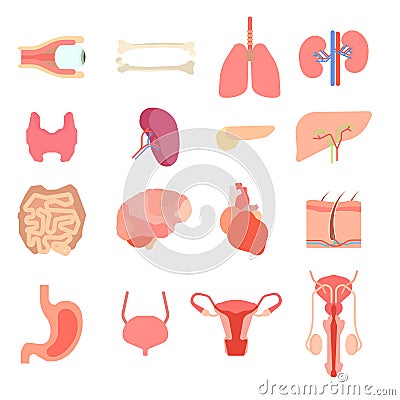 Set cartoon internal human organs. liver medicine anatomy characters. organ health medical design and body Vector Illustration