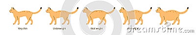 Set of cat body condition vector flat illustration. Colorful cute pet very thin, underweight, ideal weight, overweight Vector Illustration