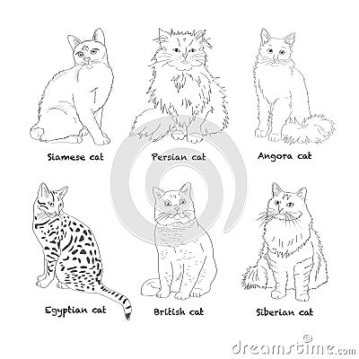 Set Cat breed. Favorite pet. Sketch. Vector. Vector Illustration