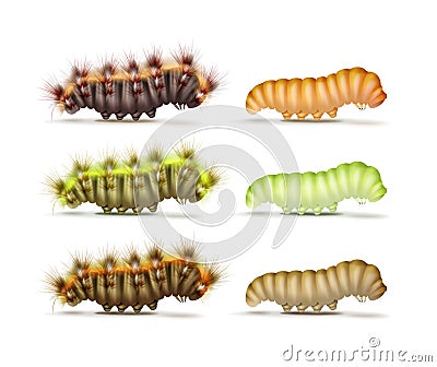 Set of caterpillars Vector Illustration