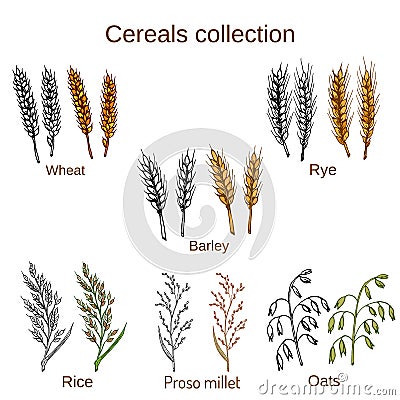 Set of cereals. Barley, rye, oats, rice, proso millet and wheat. Vector Illustration