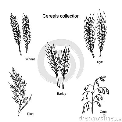 Set of cereals. Barley, rye, oats, rice and wheat Vector Illustration