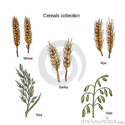 Set of cereals. Barley, rye, oats, rice and wheat Vector Illustration