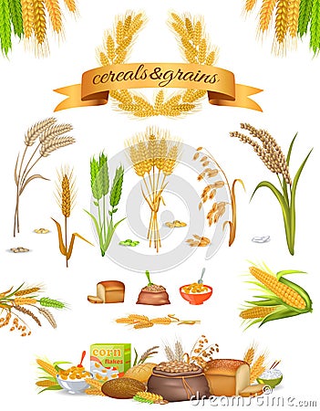 Set of Cereals and Grains on White Background Vector Illustration