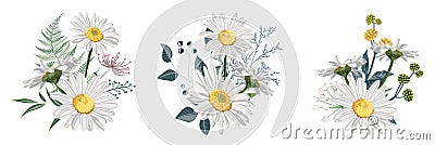 Set of Chamomile Daisy bouquets, white flowers, buds, green leaves, fern and berries. Cartoon Illustration