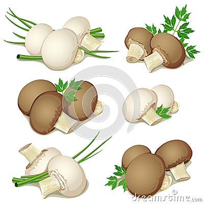 Set of champignon Vector Illustration