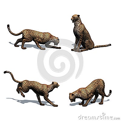 Set of cheetah in different movements with shadow on the floor on white background Stock Photo