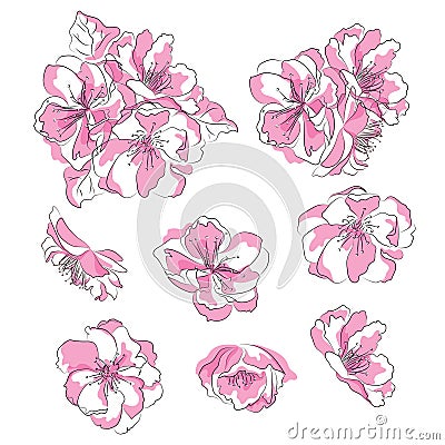 Set of cherry blossoms. Collection of pink sakura flowers. Illustration of Japanese spring plants. Drawing for children. Vector Illustration