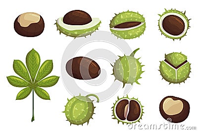 Set Of Chestnut Ripe Fruits, Green Leaf, Whole, Broken Nuts Isolated Icons On White Background. Organic Seasonal Seeds Vector Illustration