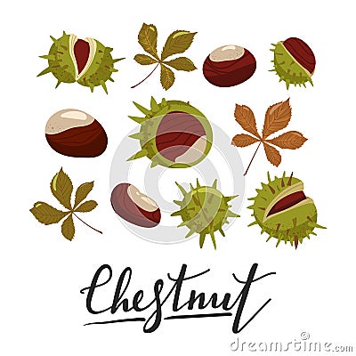 Set of chestnuts, leaves and peels. Vector Illustration