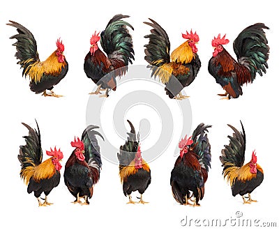 Set of chicken bantam isolated Stock Photo