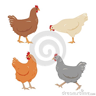 Set of Chicken birds in different colors and poses isolated Vector Illustration