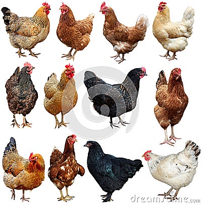 Set of chicken isolated on white. Stock Photo