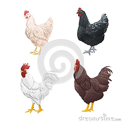 Set of chicken watercolor style on white background, vintage handdrawn. Vector illustration Vector Illustration