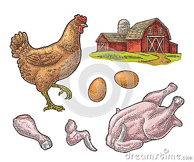 Set chicken. Whole hat, leg, wing, egg and farm. Vintage engraving Vector Illustration