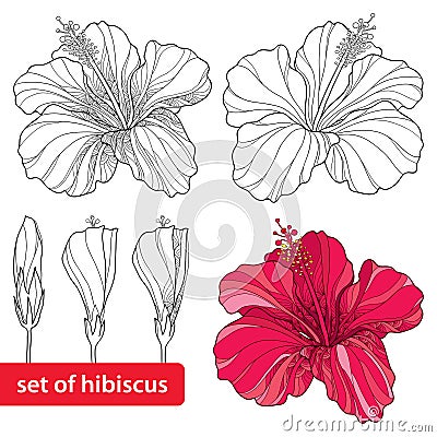 Set of Chinese Hibiscus or Hibiscus rosa-sinensis on white background. Flower symbol of Hawaii Vector Illustration