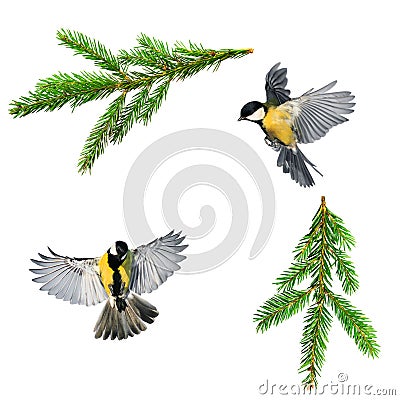 Set of Christmas bird photos of tit and branch of green spruce o Stock Photo