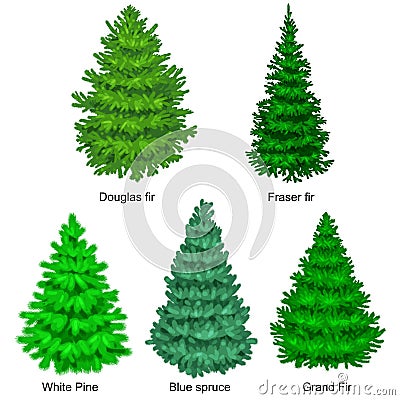 Set of christmas vector tree like fir or pine Blue spruce for New year celebration without holiday decoration, evergreen Vector Illustration