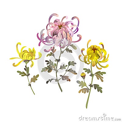 Set of chrysanthemum flowers. Floral bouquet design elements. Yellow and pink chrysanthemum illustration Vector Illustration