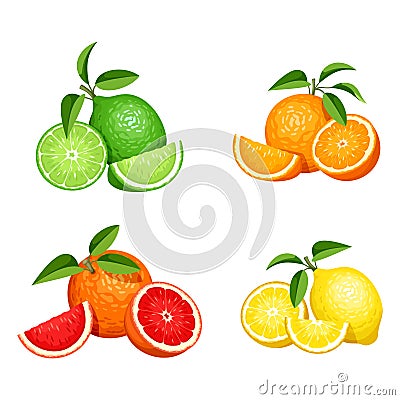 Set of citrus fruits isolated on white. Vector illustration. Vector Illustration