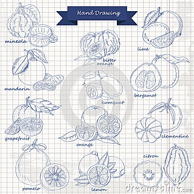 Set of citrus fruits on paper. Vector hand drawing sketch illustration Cartoon Illustration