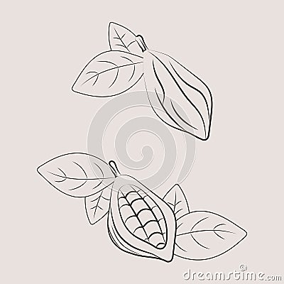 Set of cocoa pod illustrations. Sketch vector food illustration. Essential oil, medicine, cosmetic Cartoon Illustration