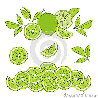 Set of collection compositions with lime, bergamot citrus element fruits. Vector illustration collection tropical exotic Vector Illustration