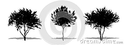 Set or collection of Crape Myrtle trees as a black silhouette on white background. Concept or conceptual vector for nature, planet Vector Illustration