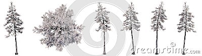 Set or collection of drawings of Pine group trees Cartoon Illustration