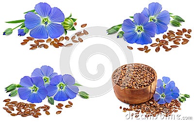 Set or collection flax blue flowers closeup isolated on white background. Stock Photo