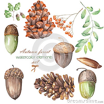 A set, collection with the floral isolated watercolor forest elements (oak acorns, cones, rowan) Stock Photo