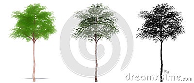 Set or collection of Grey Gum trees, painted, natural and as a black silhouette on white background. Cartoon Illustration