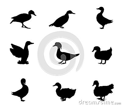 Set collection species of duck vector silhouette illustration isolated on white background. Vector Illustration