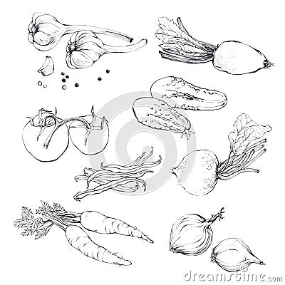 Set, collection of various hand drawn vegetables. Stock Photo