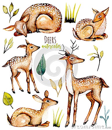 Set, collection of watercolor deers and baby deers Stock Photo