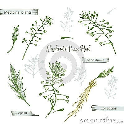 Set color hand drawn of Shepherds Purse root, lives and flowers isolated on white background. Retro vintage graphic Vector Illustration