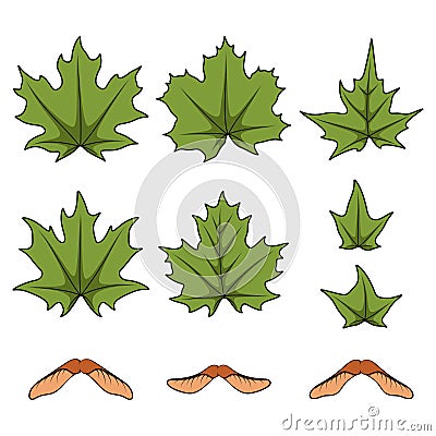 Set of color illustrations with green spring maple leaves and seeds. Isolated vector objects. Vector Illustration