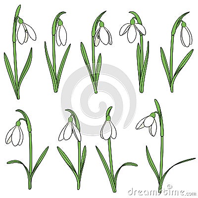 Set of color illustrations with snowdrops. Isolated vector objects. Vector Illustration
