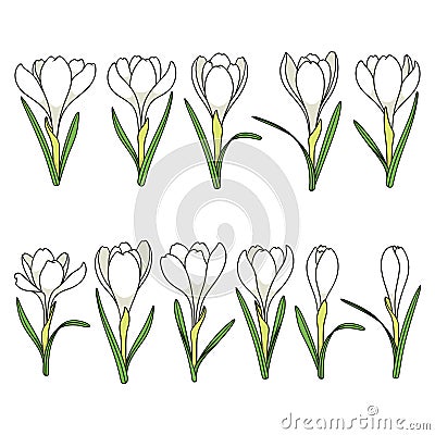 Set of color illustrations with white crocus flowers, saffron. Isolated vector objects . Vector Illustration