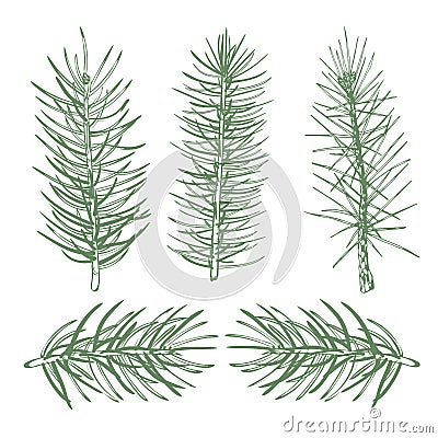 A set of color images of pine tree branches to create background designs, festive wrappers, textiles Vector Illustration