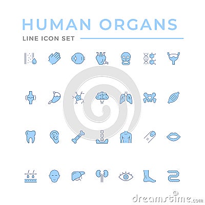 Set color line icons of human organs Vector Illustration