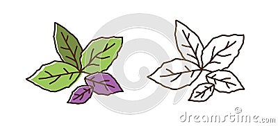 Set of color and monochrome basil leaves vector flat illustration. Purple and green edible herb leaf icon isolated on Vector Illustration