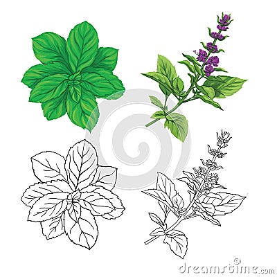 Set of color and outline images of a thai basil and mint. Vector Illustration