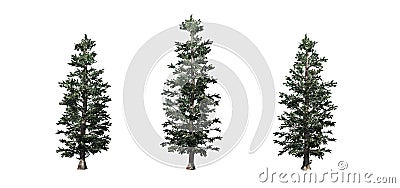 Set of Colorado Blue Spruce trees Stock Photo