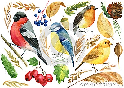 Set of colored birds, titmouse, bullfinch, canary, robin, and autumn plants, berries, branches, watercolor illustration Cartoon Illustration