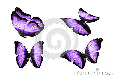 a set of colored butterflies is isolated on a white background. tropical moths. flying insects Stock Photo