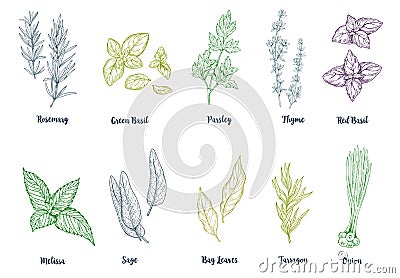 Set of colored hand drawn culinary herbs and spices Vector Illustration