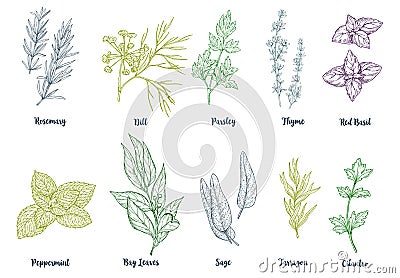 Set of colored hand drawn culinary herbs and spices Vector Illustration