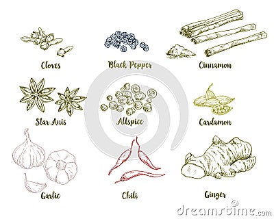 Set of colored hand drawn culinary spices Vector Illustration