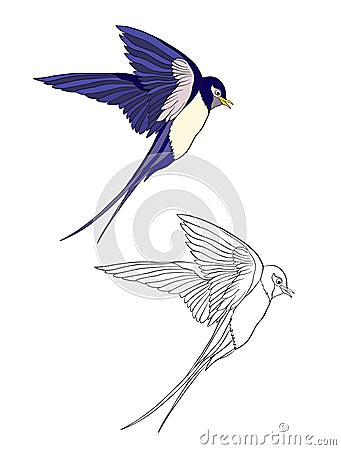 Set of colored and outline bird. Vector Illustration